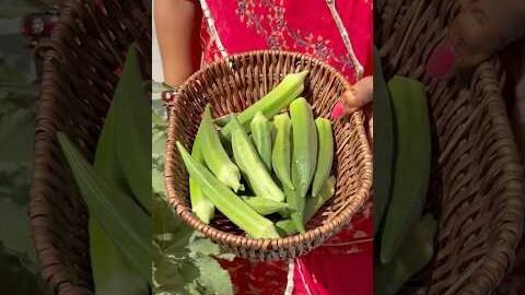 देसी भिंडी की सब्जी #desi #bhindi #sabji #rajasthani #marwadi #organic #youtubeshorts #food #shorts