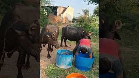 desi balek gama ke #video #virel #shortvideo #desi #ytshorts #parmesh singh