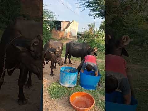 desi balek gama ke #video #virel #shortvideo #desi #ytshorts #parmesh singh