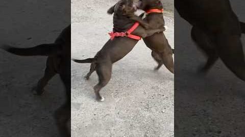 American bullies fighting😡 #americanbully#americanbulldog#dog#dogfight#fight#viral#shorts#trending