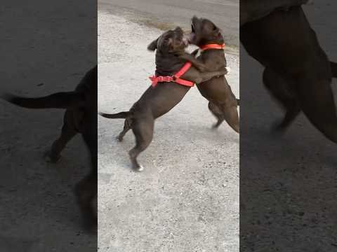 American bullies fighting😡 #americanbully#americanbulldog#dog#dogfight#fight#viral#shorts#trending