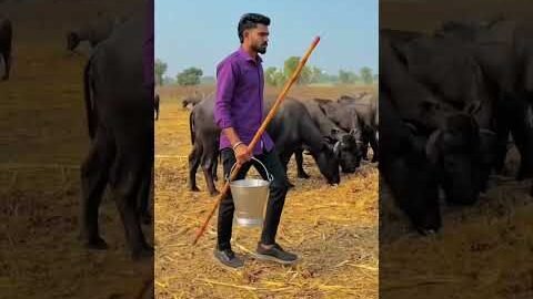 desi boy 💜 #jaythakar #bharwad #bharwad #gujarat #punjabisong #baffalo #desi #song #farming
