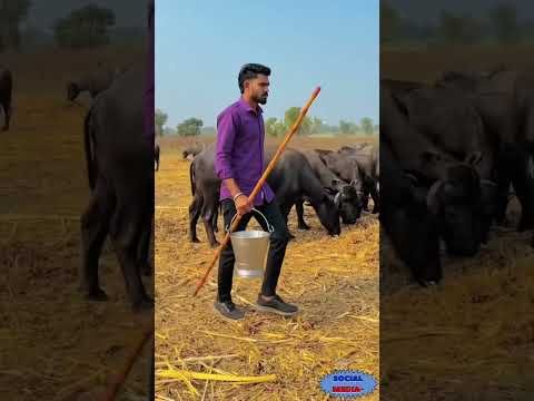 desi boy 💜 #jaythakar #bharwad #bharwad #gujarat #punjabisong #baffalo  #desi #song #farming