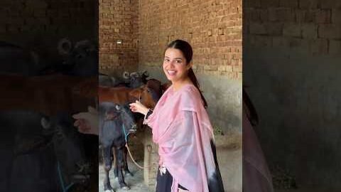 Geet Goraaya/Jaan Jaan/Jelly/Latest Punjabi songs 2026/New Punjabi Song 2026 #india #short #cute