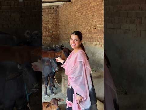 Geet Goraaya/Jaan Jaan/Jelly/Latest Punjabi songs 2026/New Punjabi Song 2026 #india #short #cute