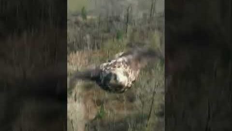 Stunning video of eagle captured over British Columbia golf course