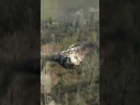 Stunning video of eagle captured over British Columbia golf course