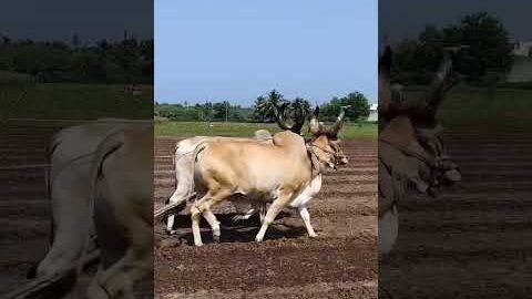 Amazing  Dise Jugaad by Farming #Desi #Jugaad #Jugad #Farming#Kheti #Khetibadi #Agriculture #ox