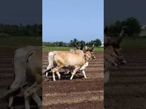 Amazing  Dise Jugaad by Farming #Desi #Jugaad #Jugad #Farming#Kheti #Khetibadi #Agriculture #ox
