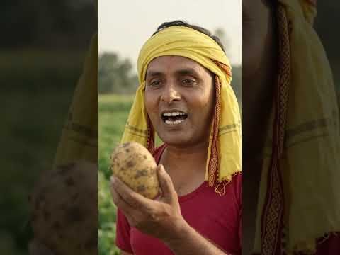 @देशी आलू 🥔🍠🔥🐂 #potato #desi #bhains #buffalo #aloo #india #kheti #agriculture #viral #shorts