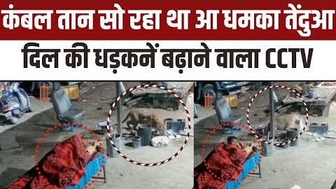 Tendua VIral Video: बेफ्रिक सो रहा था, तेंदुए ने मारा झपट्टा हुआ CCTV वायरल