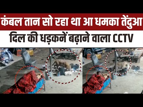 Tendua VIral Video: बेफ्रिक सो रहा था, तेंदुए ने मारा झपट्टा हुआ CCTV वायरल