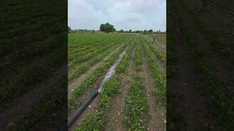 Dise Jugaad by Farming #Desi #Jugaad #Jugad #Farming#Kheti #Khetibadi #Agriculture #Tractor