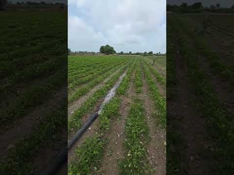 Dise Jugaad by Farming #Desi #Jugaad #Jugad #Farming#Kheti #Khetibadi #Agriculture #Tractor