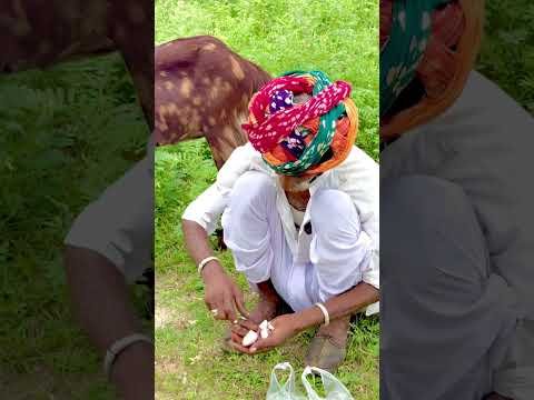 देसी ककोड़ा की स्वादिष्ट सब्जी रेसिपी 🥰 #youtubeshorts #viral #sabjirecipe #desi #rajsthan