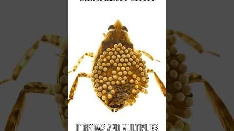Kissing Bug Disease Situation Is Sad 😬