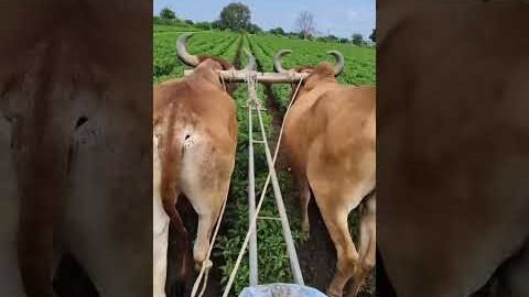 Amazing Desi Jugaad by Farming #Desi #Jugaad #Jugad #Farming#Kheti #Khetibadi #Agriculture #ox