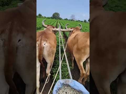 Amazing Desi Jugaad by Farming #Desi #Jugaad #Jugad #Farming#Kheti #Khetibadi #Agriculture #ox
