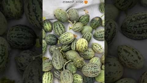 राजस्थानी काचरा😍 #desi #marwadilife #cooking #rajasthani #recipe #food #villagelife #khet #shorts