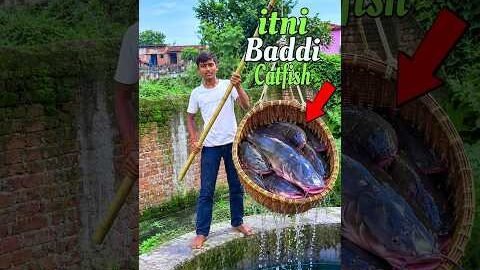 desi jugaad mein fansi badi machhali 🐟🦈 #fishing #villagepond #minivlog #shorts #foryou #trending