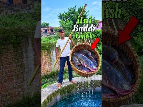 desi jugaad mein fansi badi machhali 🐟🦈 #fishing #villagepond #minivlog #shorts #foryou #trending