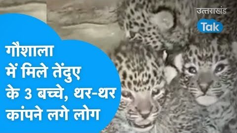 Leopard : तेंदुए ने गौशाला में दिए बच्चे, देखने वाले हो गए हैरान | Guldar