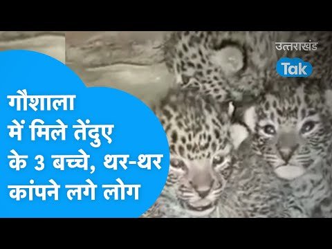 Leopard : तेंदुए ने गौशाला में दिए बच्चे, देखने वाले हो गए हैरान | Guldar