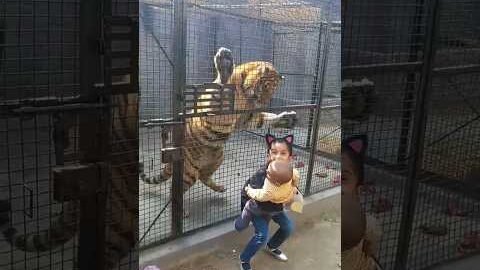 Tiger attack on childs | Tiger ne bache ko dara diya | #viral #tiger #animals #tigerlove #shorts