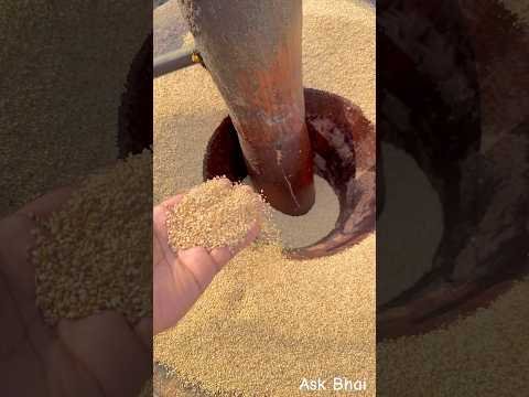 देसी घानी 😍 #desi #village #rajasthan #ghani #oil #youtubrshorts #shortsfeed