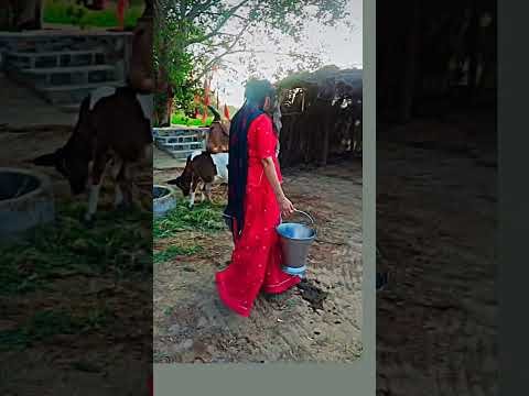 desert life #cow #rajasthaniclture ##shorts #short #marwadilife #desi #lifestyle #sister #rajasthan