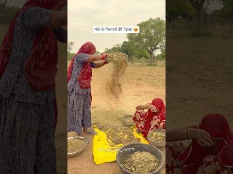गाँव के किसानों की मेहनत 😍 #villagelife #desertlife #farming #rajasthaniclture #greenvillage #desi