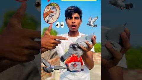 Desi Kabootar Ko Kya Ho Gaya? 😢🐦 | Aaj Ka Din Raha Emotional | Mini Vlog