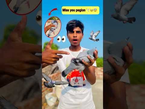 Desi Kabootar Ko Kya Ho Gaya? 😢🐦 | Aaj Ka Din Raha Emotional | Mini Vlog
