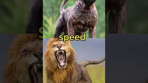 Lion vs pitbull all compare.. winner and you decide #reels #viral #shortsfeed