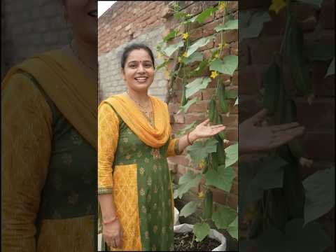 भाभी ने देसी जुगाड़ से खिरा उगाया🤔#viralvideo #desi #jugaad #short