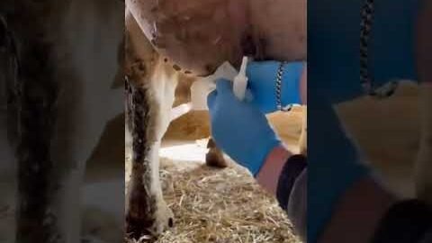 Cows 🐄 care #farm #animlassiftshorts #viral #ytshorts