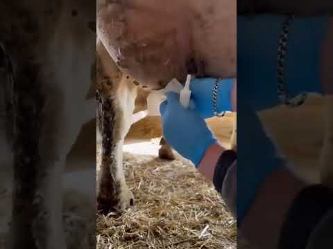 Cows 🐄 care #farm #animlassiftshorts #viral #ytshorts
