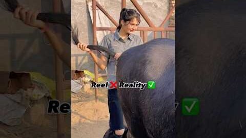 डांगरा खातर जाम राखी हूँ 😅 #trending #viral #animals #village #desi #bull #love #shorts #daily