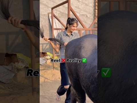 डांगरा खातर जाम राखी हूँ 😅 #trending #viral #animals #village #desi #bull #love #shorts #daily