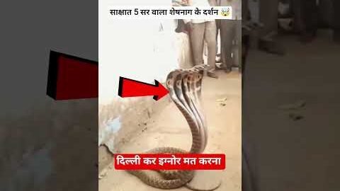 5 सर वाला शेषनाग के साक्षात दर्शन 🤯 #snake #vishnu #viral #shorts #viral