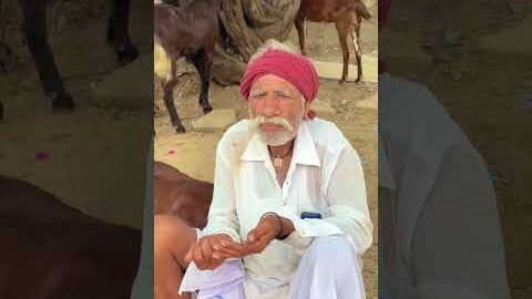 राजस्थान के बकरी चरवाहों की ज़िंदगी 😍 #desi #villagelife #marwadilife #shorts #viralshorts #shorts