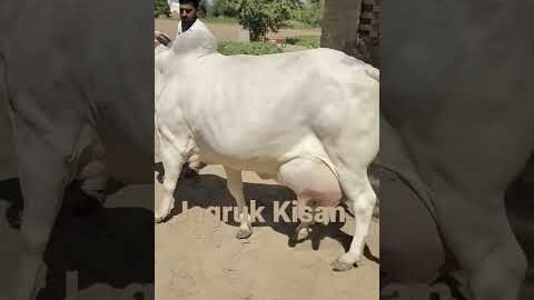 भारत की सबसे ज्यादा दूध देने वाली देशी गाय👌 27 किलो दूध की देशी गाय Top Beautiful Desi Cow