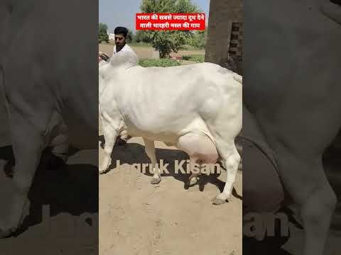 भारत की सबसे ज्यादा दूध देने वाली देशी गाय👌 27 किलो दूध की देशी गाय Top Beautiful Desi Cow
