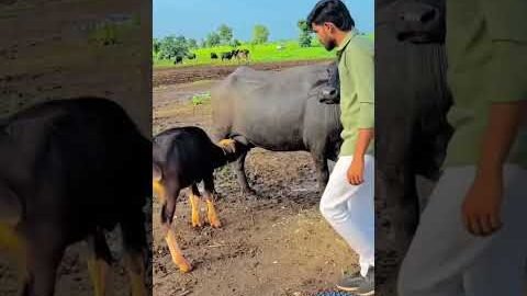 desi 💜 #jaythakar #bharwad #gujarat #punjabisong #desi #farming #viralvideo #newsong #song #baffalo