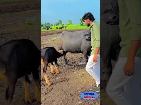 desi 💜 #jaythakar #bharwad #gujarat #punjabisong #desi #farming #viralvideo #newsong #song #baffalo