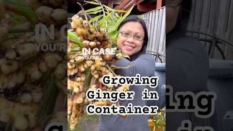 Tips Growing Ginger in Cold Climate From Planting to Harvest #gardeningtips #containergardening