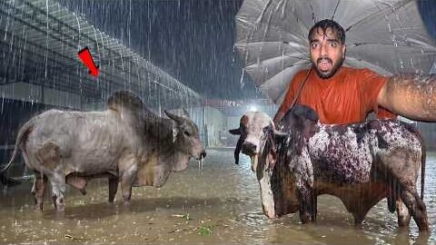 12 घटें Se Tez Baarish🌧️🤯Desi Bulls Ka Kya Hoga?🐂