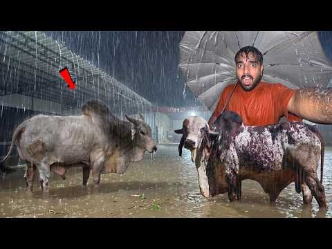 12 घटें Se Tez Baarish🌧️🤯Desi Bulls Ka Kya Hoga?🐂