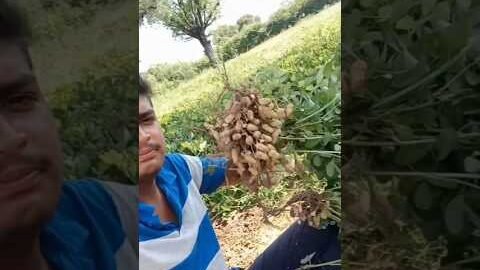 mungfali # #motivation #desi