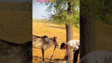 Villagelife 👨🌾🌾😍#desilife #khetibadi #kisanlife #villagelife #desiboys #desi #trending #reels